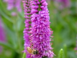 Veronica, Vernique®Rose