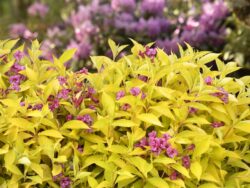 Weigela, Golden Jackpot