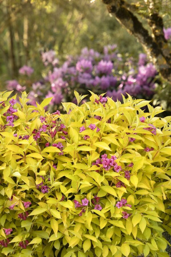 Weigela, Golden Jackpot