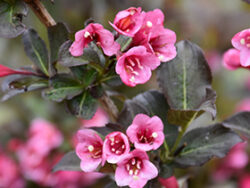 Weigela, Tango