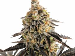 Cookies Gelato Autoflower