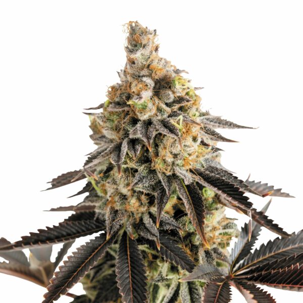 Cookies Gelato Autoflower