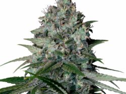Cookies Gelato, Feminized Photoperiod