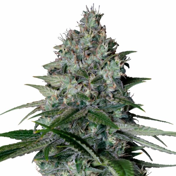Cookies Gelato, Feminized Photoperiod