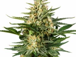 Green Gelato Autoflower