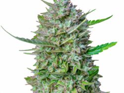 Mimosa Autoflower