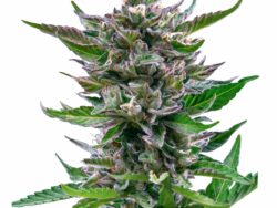 North Thunderfuck Autoflower