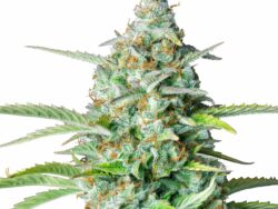 Northern Lights Autoflower