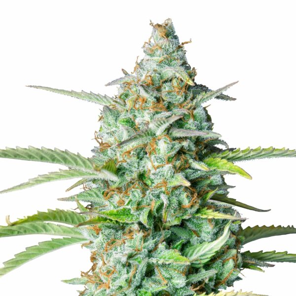 Northern Lights Autoflower