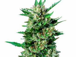 Royal Dwarf Autoflower