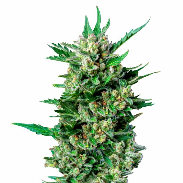 Royal Dwarf Autoflower