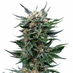 Royal Gorilla, Feminized Photoperiod