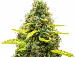 Royal Runtz Autoflower