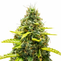 Royal Runtz Autoflower