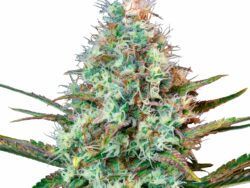 Royal Runtz, Feminized Photoperiod