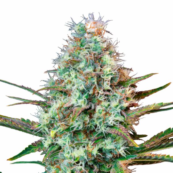 Royal Runtz, Feminized Photoperiod