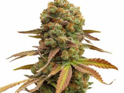 Special Queen 1, Feminized Photoperiod