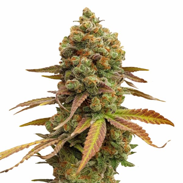 Special Queen 1, Feminized Photoperiod