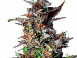 Watermelon Autoflower