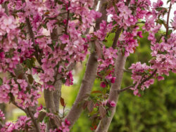 Crabapple, First Editions Gladiator