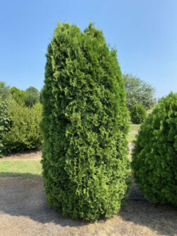 Arborvitae, First Editions Tall Guy