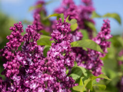 Lilac, First Editions Virtual Violet