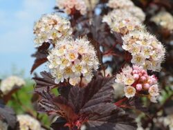 Ninebark, Summer Wine