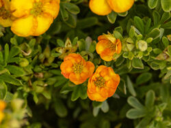 Potentilla, First Editions Marmalade