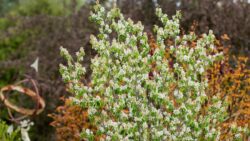 Serviceberry, First Editions Standing Ovation