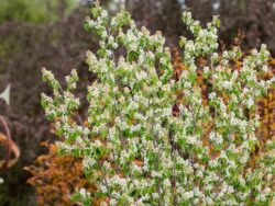 Serviceberry, First Editions Standing Ovation