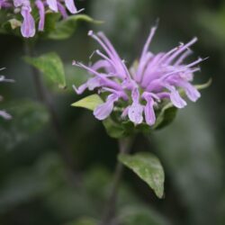 Wild Bergamot (Bee Balm)