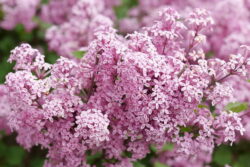 Lilac, Bloomerang Purpink