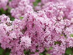 Lilac, Bloomerang Purpink