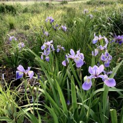 Blueflag Iris