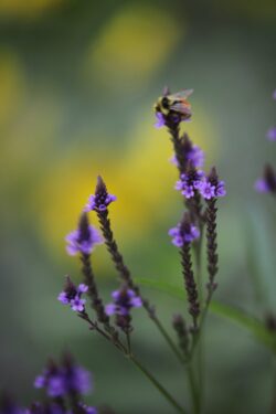 Blue Vervain