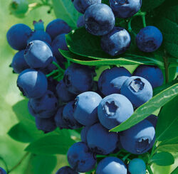 Blueberry, Blueray