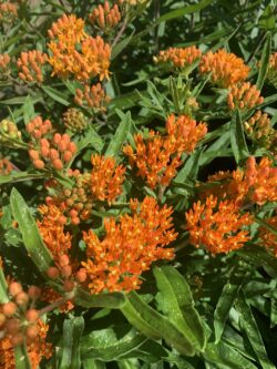 Butterfly Weed