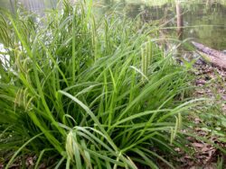 Caterpillar Sedge