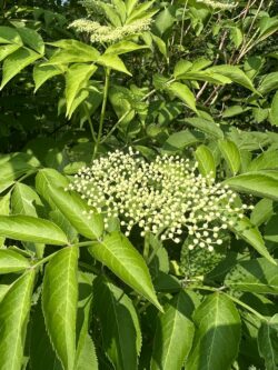 Common Elderberry