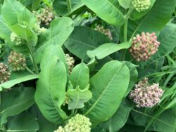 Common Milkweed