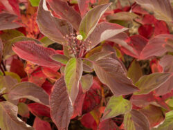 Dogwood, First Editions Firedance