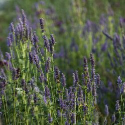 Fragrant Giant Hyssop