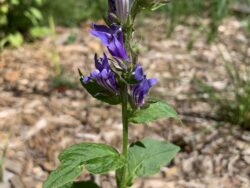 Great Blue Lobelia