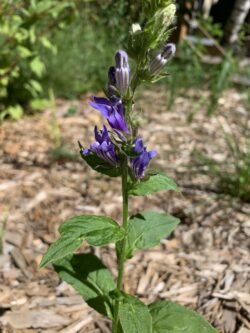 Great Blue Lobelia