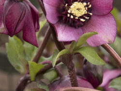 Hellebore Cascade Blush