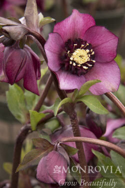 Hellebore Cascade Blush