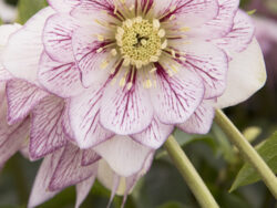 Hellebore Ice-n-Roses Dark Picotee