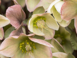 Hellebore Ivory Prince
