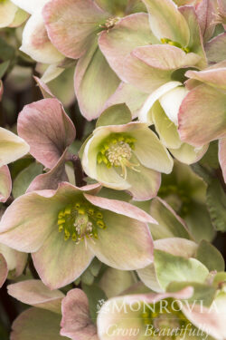 Hellebore Ivory Prince