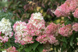 Hydrangea, Panicle First Editions Diamond Rouge